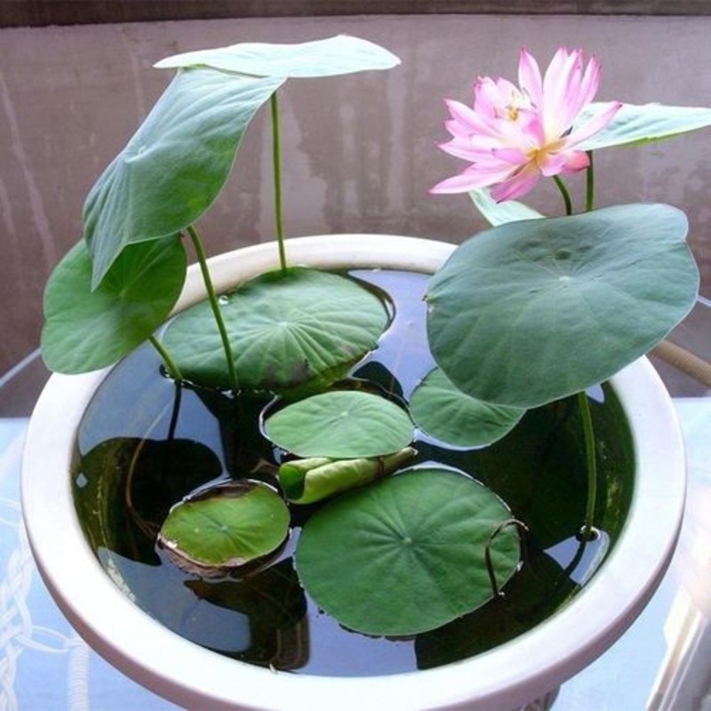 Buy Aquatic Plants Mini Bowl Lotus Seeds Hydroponic Plants Bonsai Seeds ...