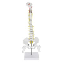 45cm Professional Human Spine Flexible Medical Anatomical Spine Medical Model