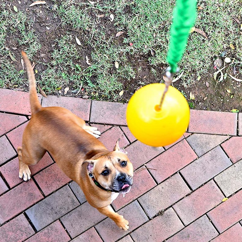 Buy Aussie Dog Home Alone Pet Hanging Bungie Ball Toy 5 Sizes MyDeal