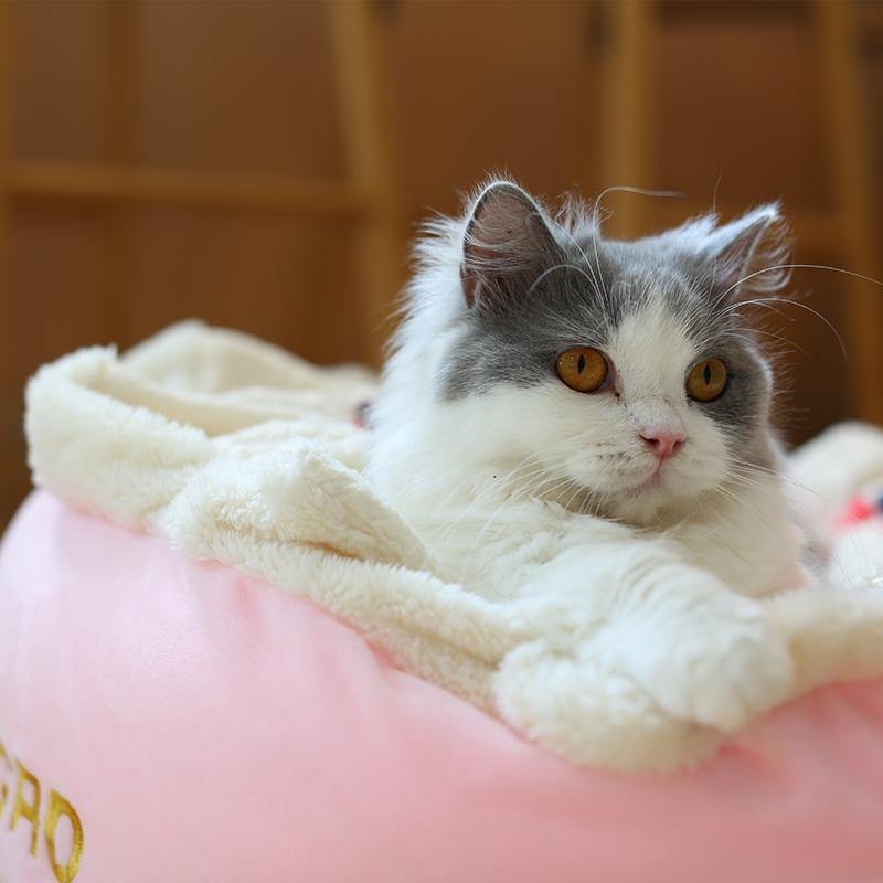 Cake cat hot sale bed