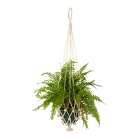 Vibhav (set of 4) Plant Hanger
