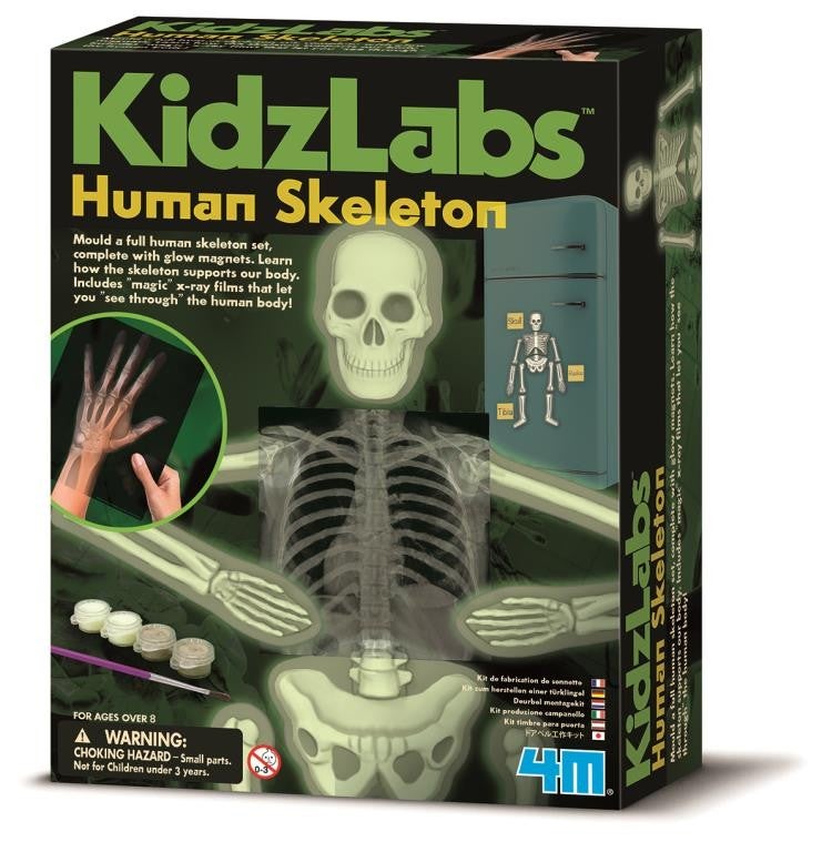 Kidz Labz Human Skeleton