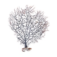 Gorgonian Sea Fan Small Natural Black Dried Coral Branch, Wall Art 23cm 1pce
