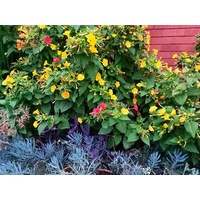 4 OCLOCKS / Mirabilis jalalpa 'Mix' / Four o'clocks seeds