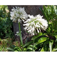 AGAPANTHUS 'Australian White' seeds