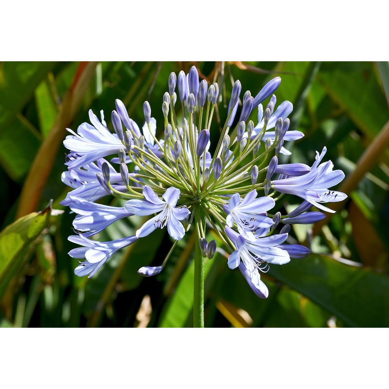 Buy AGAPANTHUS - Baby Blue - PLANT - MyDeal