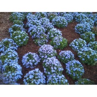 AGERATUM 'Blue Ball' seeds