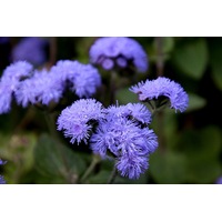 AGERATUM 'Growers Market Blue' seeds