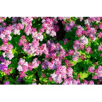 AGERATUM 'Pink Ball' seeds