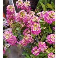 ALYSSUM 'Magic Circles Mix' seeds