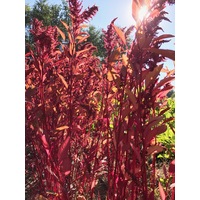 AMARANTH 'Red Garnet' / Red Leaf seeds