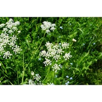 ANISE / Aniseed / licorice herb seeds