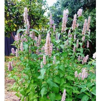 ANISE HYSSOP Agastache foeniculum seeds