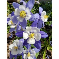AQUILEGIA 'McKana Giants Mix' / Columbine / Grannys Bonnet seeds