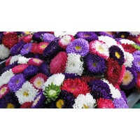 ASTER 'Tall China Mix' seeds