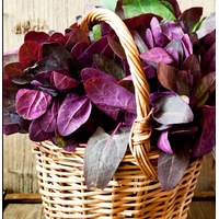 ATRIPLEX / ORACH / MOUNTAIN SPINACH 'Red Leaf' seeds