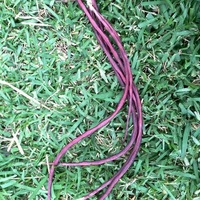 BEAN CLIMBING 'Red Noodle Snake' seeds