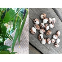 BEAN CLIMBING Tuvaglieda seeds