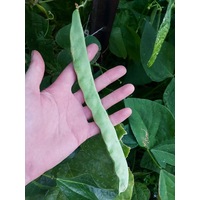 BEAN DWARF 'Italian Romano' seeds