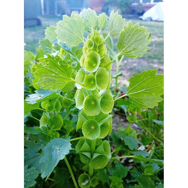 Buy BELLS OF IRELAND / MOLUCCELLA LAEVIS seeds MyDeal
