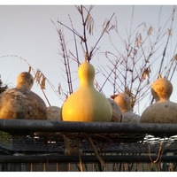 BIRDHOUSE GOURD MIX / Bottle seeds