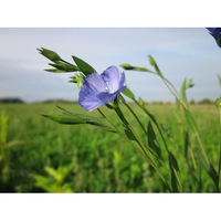 FLAX / Linseed / Common Flax seeds