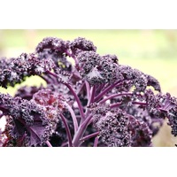 KALE / BORCOLE 'Red' seeds