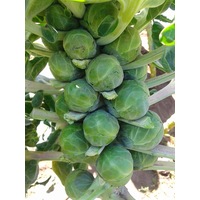 BRUSSELS SPROUTS 'Long Island Improved' seeds