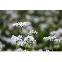 BUCKWHEAT seeds