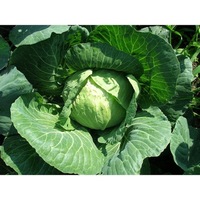 CABBAGE 'Copenhagen Market' seeds
