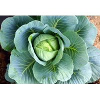CABBAGE 'MINI' seeds