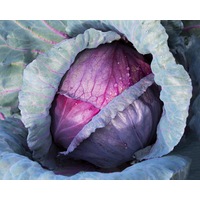CABBAGE 'Red Acre' seeds