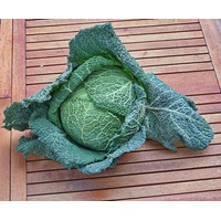 CABBAGE 'Savoy Vertus' seeds