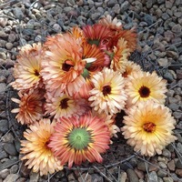 CALENDULA / English Marigold 'Pink Surprise' seeds