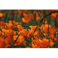 CALIFORNIAN POPPY 'Aurantiaca Orange' seeds
