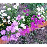 CANDYTUFT Dwarf Fairy Mix seeds