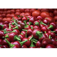 CAPSICUM MINI 'Red Cherry' seeds