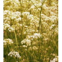 CARAWAY seeds