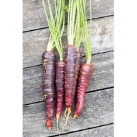 CARROT 'Cosmic Purple' seeds