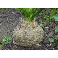 CELERIAC 'White' seeds