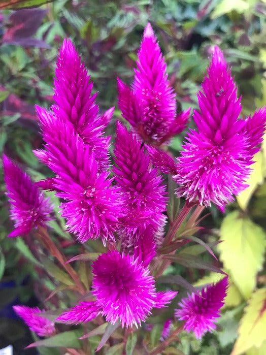 Buy CELOSIA Spicata 'Flamingo Feather' / Cockscomb Seeds - MyDeal