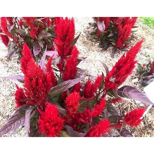 CELOSIA 'Forest Fire' / Cockscomb seeds