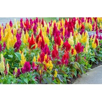 CELOSIA 'Pampas Plumes Mix' / Cockscomb seeds