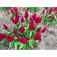 CELOSIA 'Scarlet Plume' / Cockscomb seeds