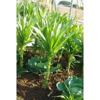 CELTUCE 'Summer' seeds