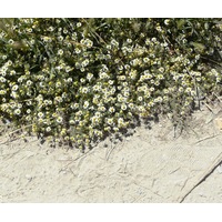 CHAMOMILE 'Roman' creeping / lawn / walkable seeds