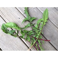 CHICORY 'Italiko Rosso' / Red Dandelion seeds