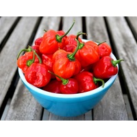 CHILLI 'Habanero Red' seeds