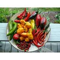 CHILLI 'Heirloom Mix' seeds