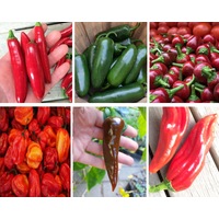 CHILLI VARIETY PACK - 6 packets seeds